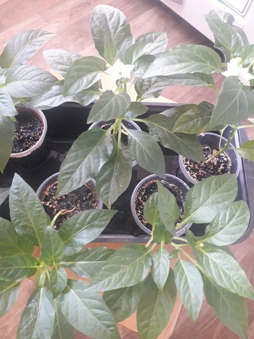 Продам комнатный острый перец.