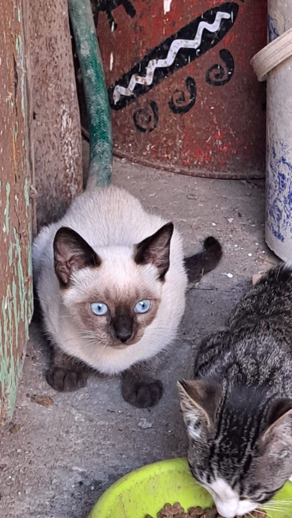 Gatos para Adoção