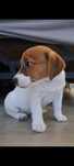 Jack Russell Terrier z rodowodem 10 tygodniowe