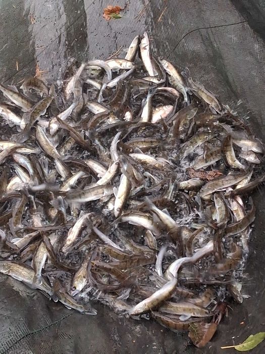 Sandacz kroczek zarybieniowy