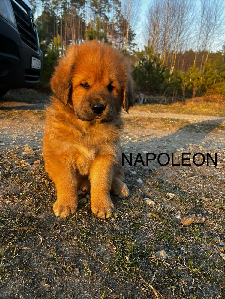 Napoleon szczenię FCI mastif tybetański