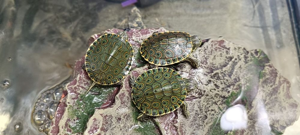 Żółwie Venusta - Trachemys Venusta