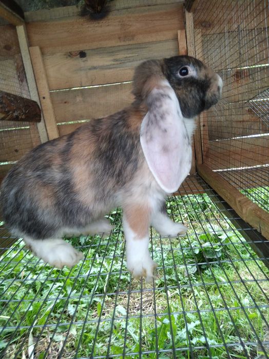 Кролики породисьті