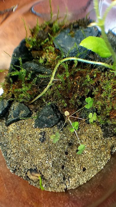 Флорариум в стиле альпийской горки