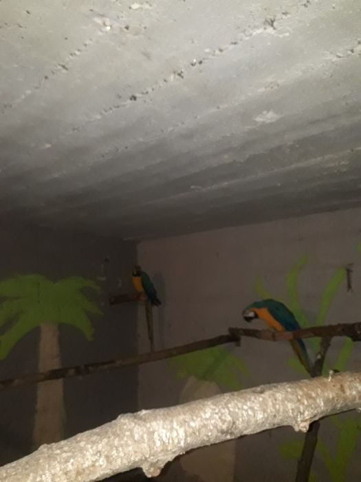 Ary ararauny sprzedam