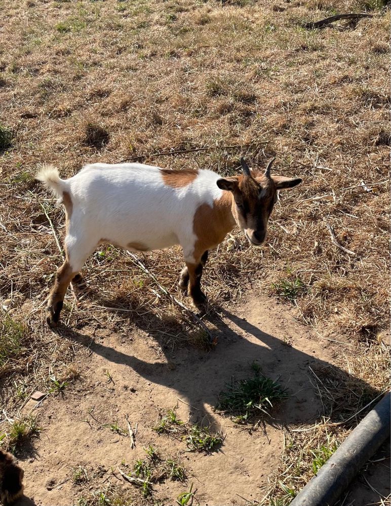 Vendo cabra micro anã