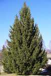 Sementes - Árvore de Natal - picea abies