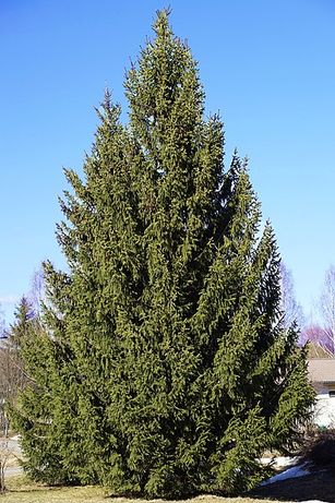 Sementes - Árvore de Natal - picea abies