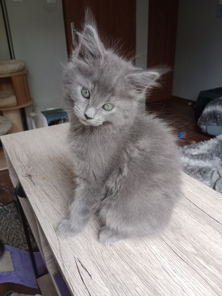 Kotka Bajka Maine Coon