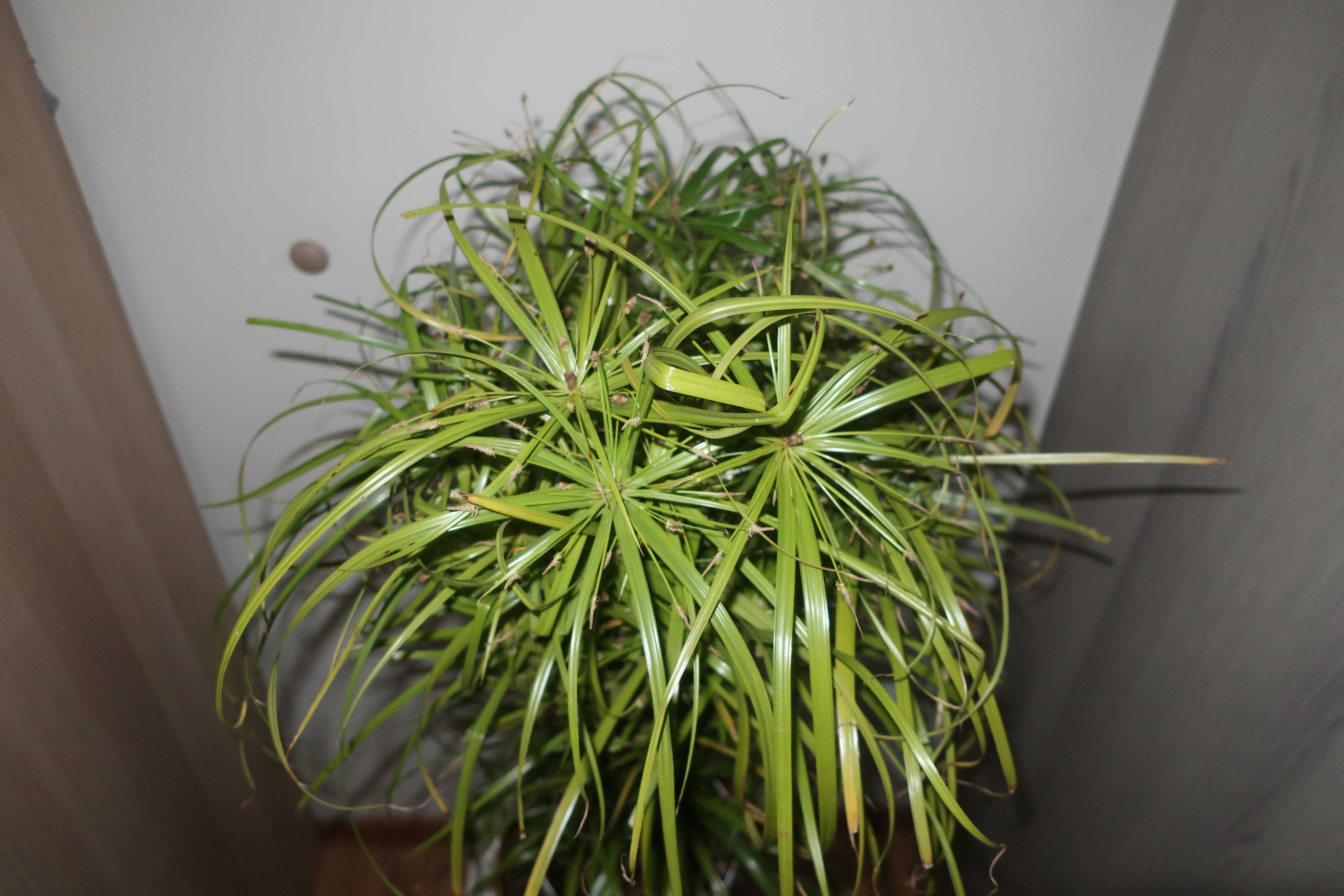 Cyperus alternifolius (cibora zmienna, papirusik)