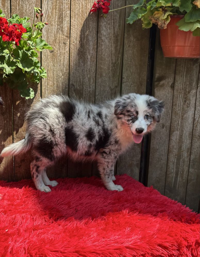 Border collie- suczka blue-merle