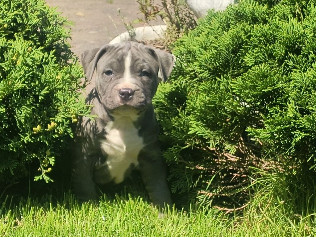 Amstaff Stanford terier szczeniaczek gotowy na zmianę domu