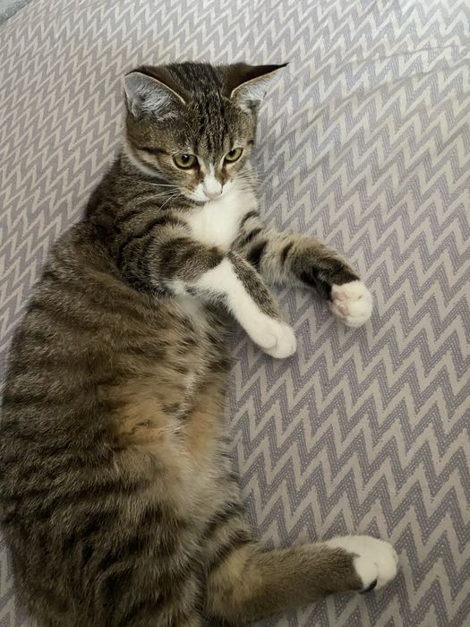 Котята, мальчики и девочка