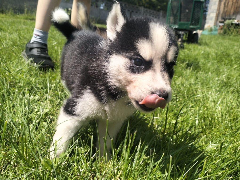 Szczeniaki rasy Husky