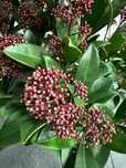 KWIAT doniczkowy SKIMMIA JAPONICA zimozielona bylina 40 CM POT 17