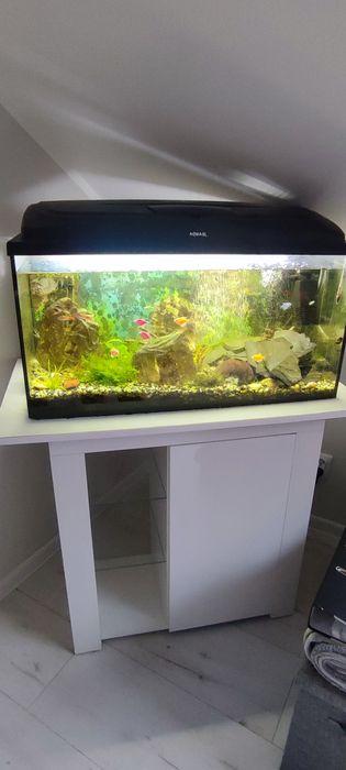 Akwarium 120 l ze wszystkim