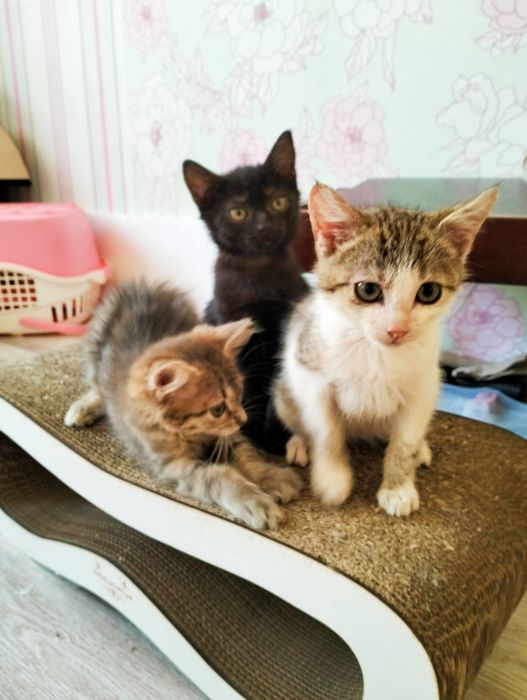 В добрі руки маленькі кошенята