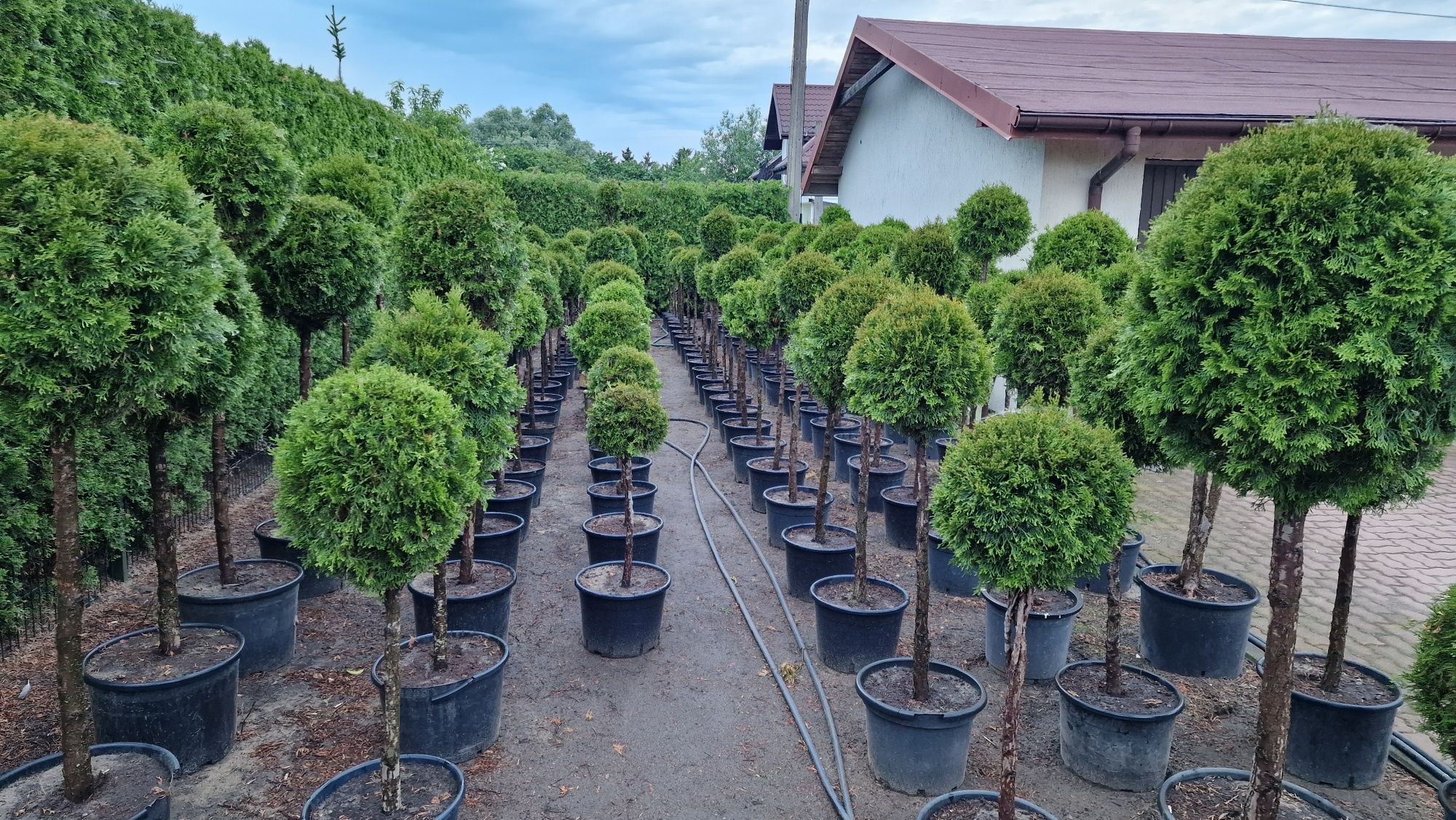 Kula na pniu Thuja Smaragd Tuja Szmaragd