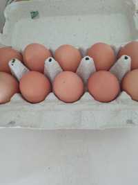 Яйця курячі домашні 40 грн/десяток