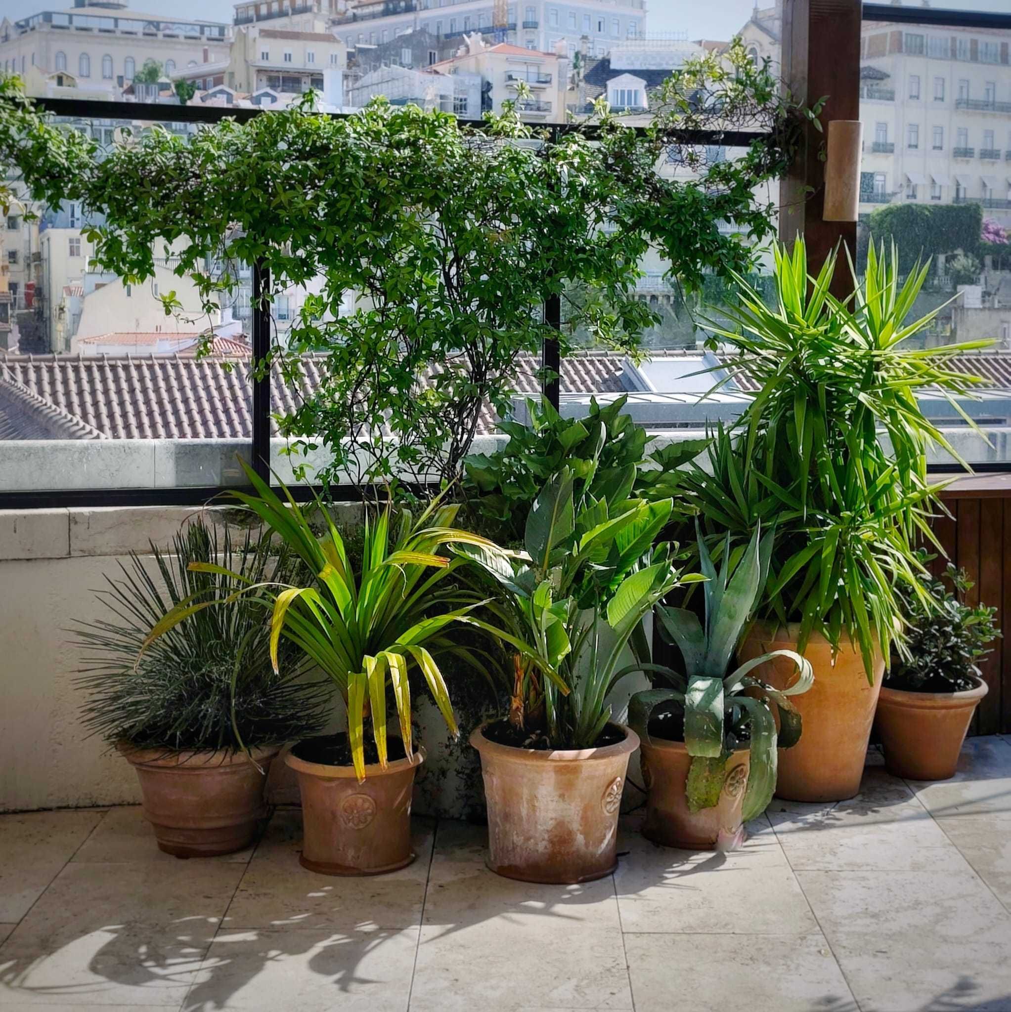 Instalação e Manutenção de jardins