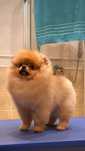 Pomeranian z Hodowli FCI
