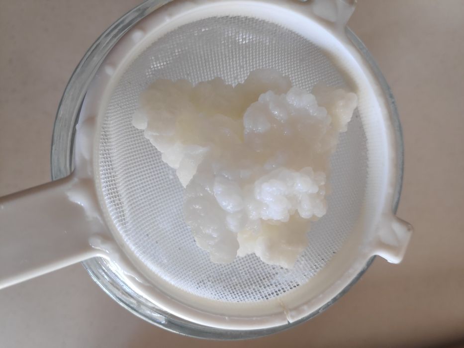 Grãos de Kefir de leite