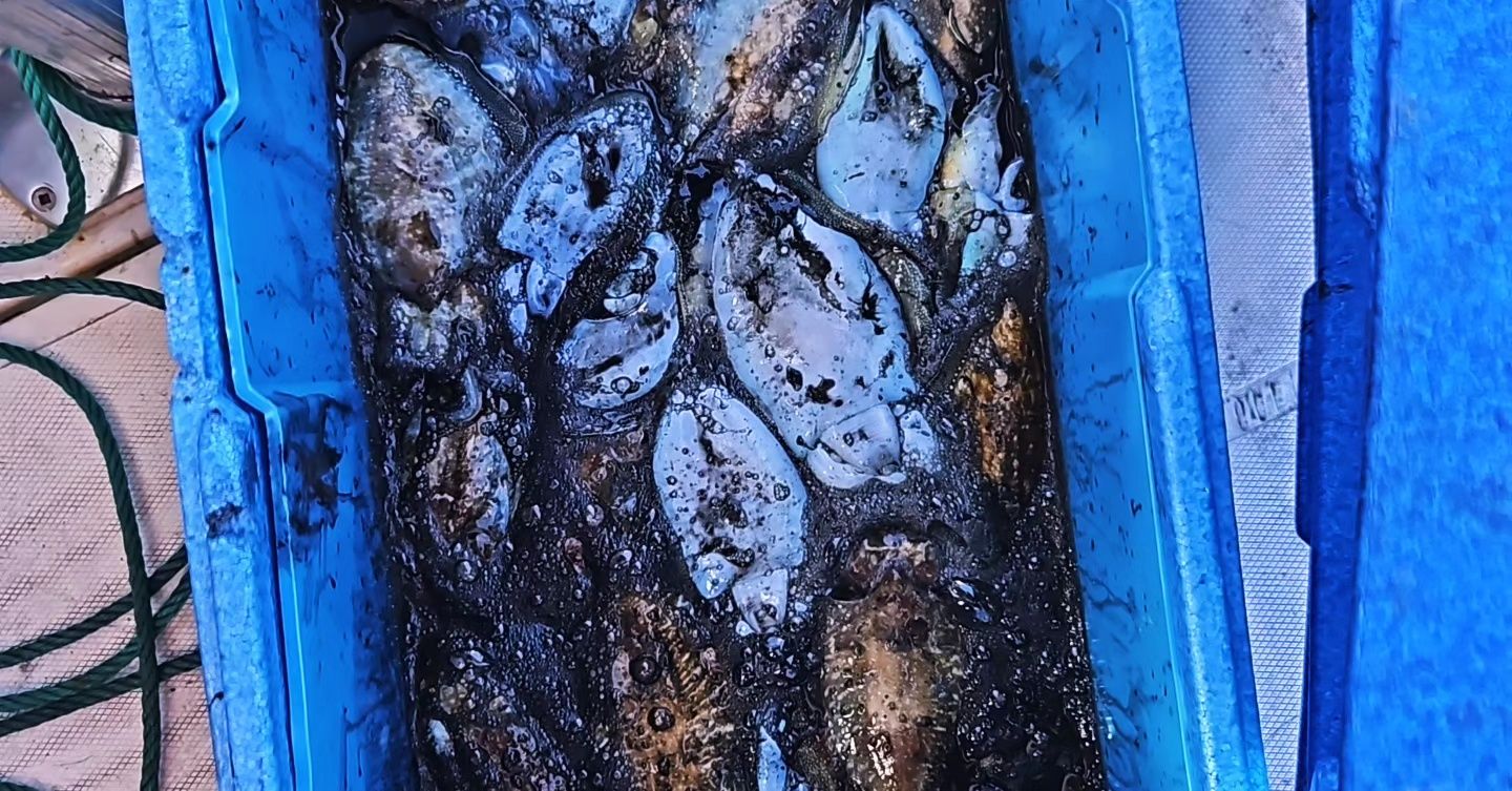 Pesca embarcada sesimbra
