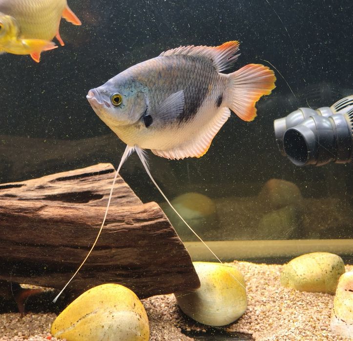 2 Gouramis gigante red tail