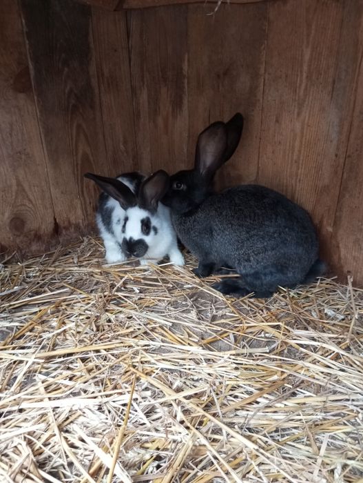 Кролики різного віку.