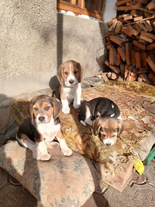 Цуценята породи Бігль