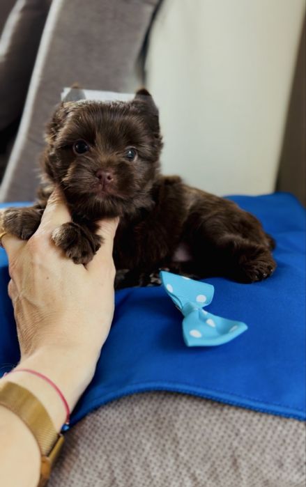 Yorkshire Terrier Choco śliczny piesek