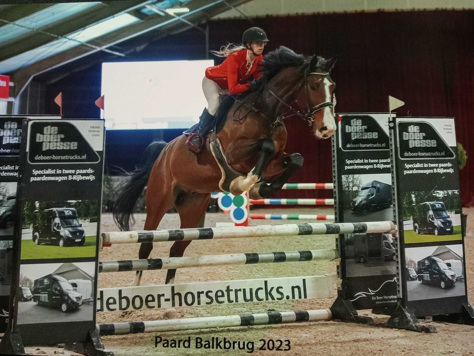 Walach kwpn 182-184 skoki ujezdzenie