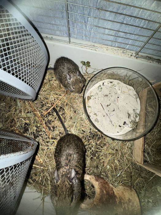 Pilnie Oddam 2 Koszatniczki za Darmo