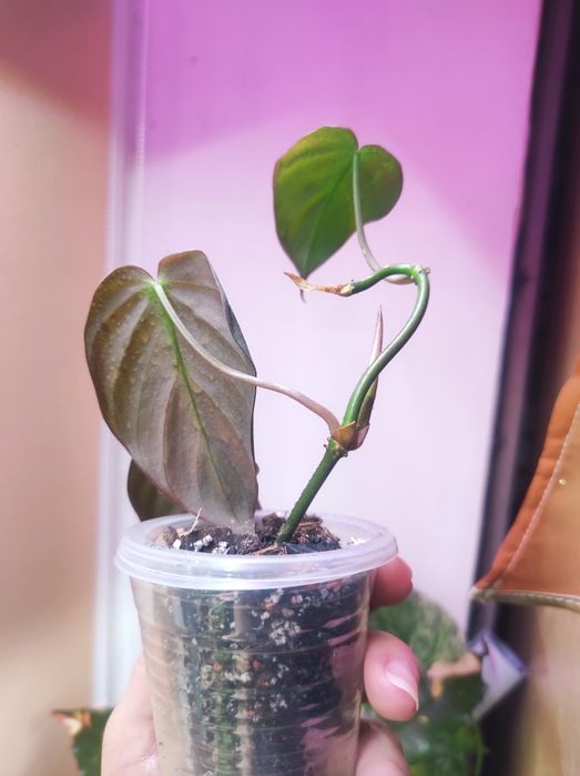 Филодендрон Миканс