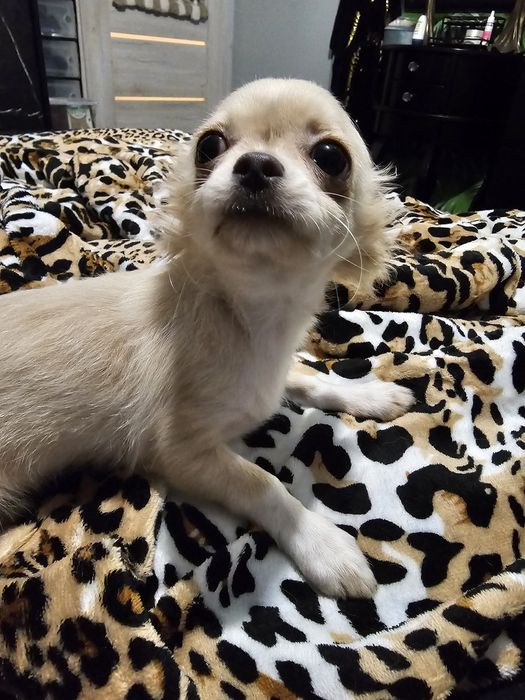 Sliczny kremowy chihuahua dlugowlosy jak lisek