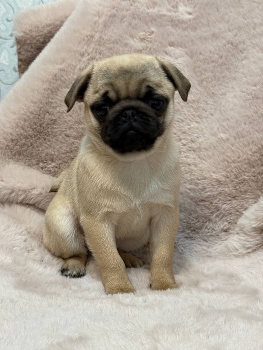 Розкішні мопсики