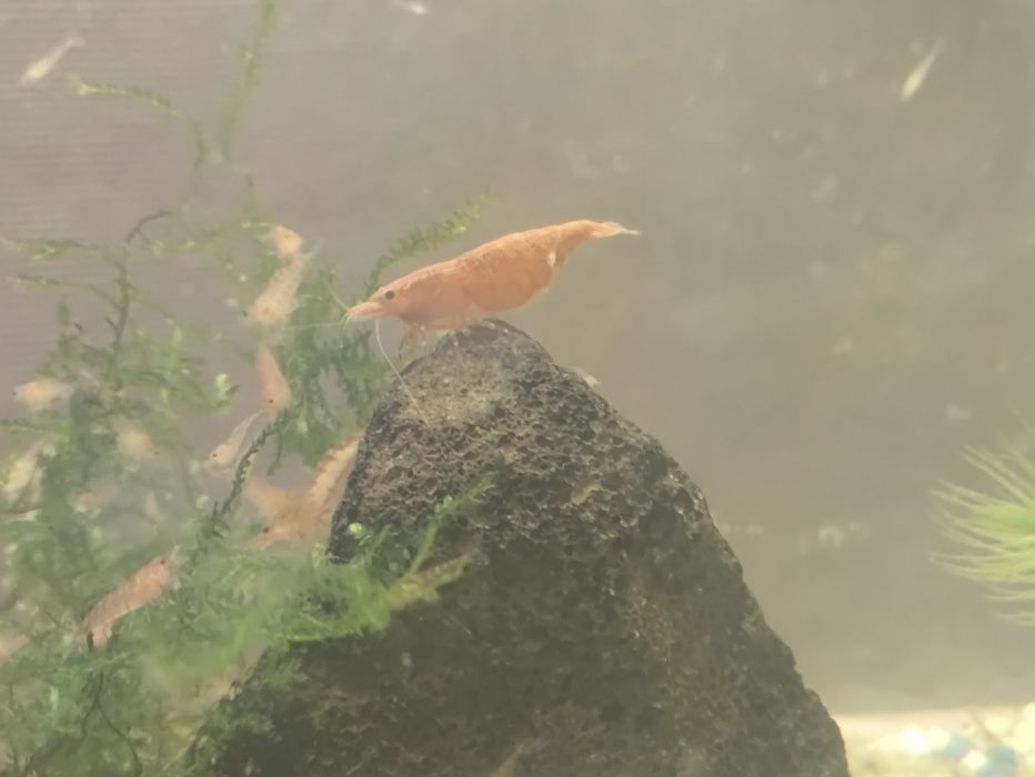 Neocaridina red cherry