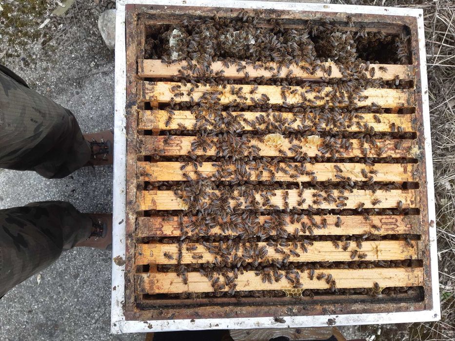 Rodziny pszczele Niepołomice, Kalina Wielka  k. Miechów