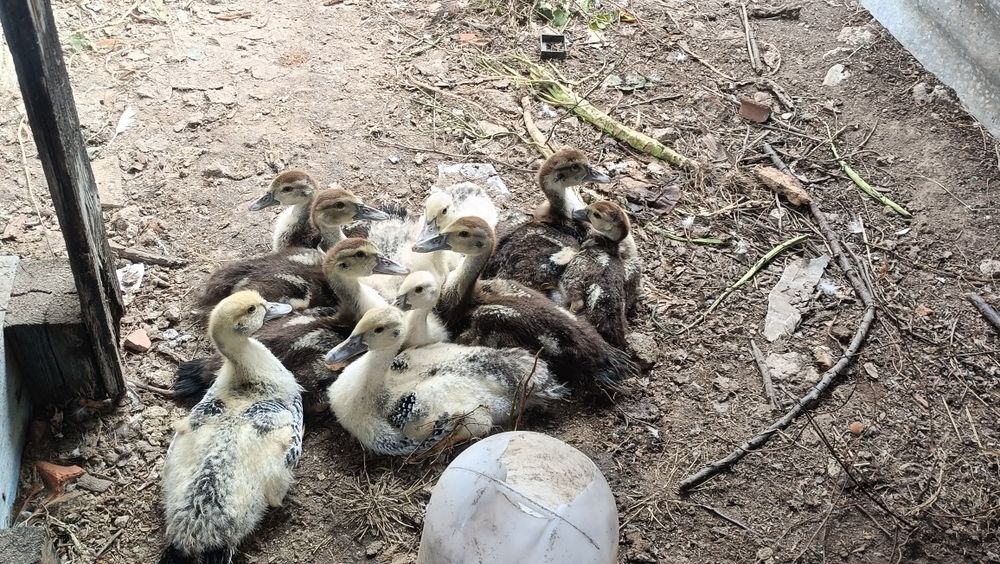 Crias de Pato Mudo