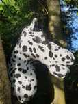 Hobby Horse tarantowaty A3