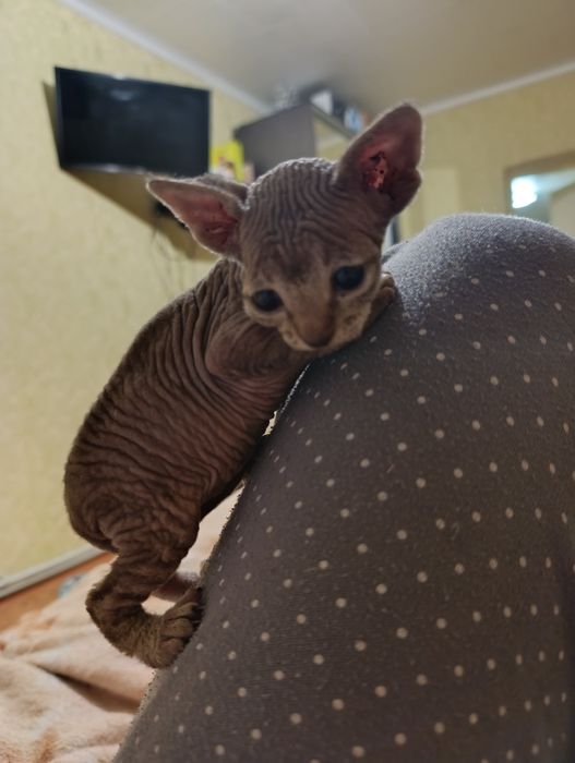 Кошенята канадський Сфінкс