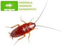 Karaczany tureckie 100 ml ( 1,5 - 2,5 cm ) + legalna wysyłka - badane