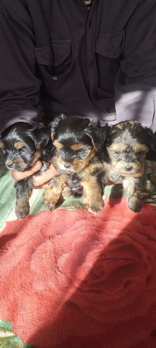 Йоркширский терьер