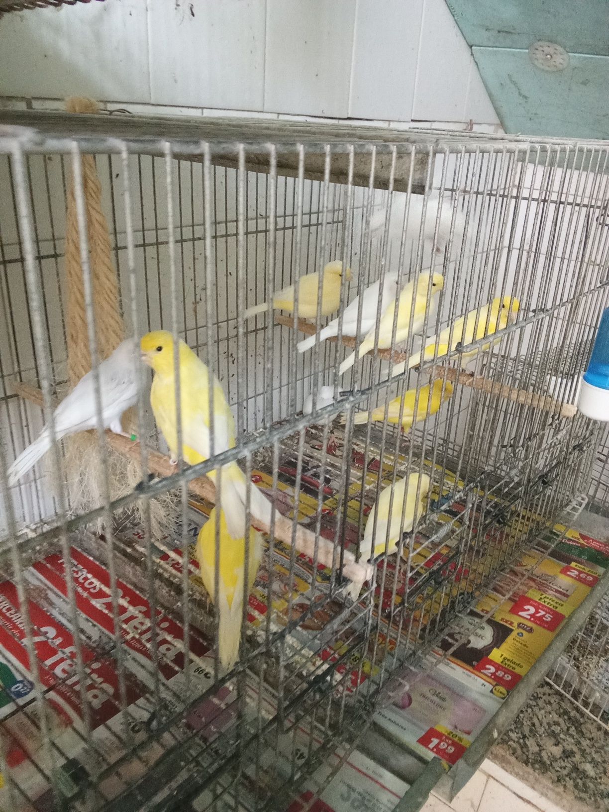 Canários amarelos e brancos