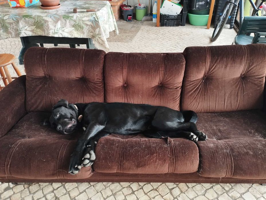 Cane corso procura namorada