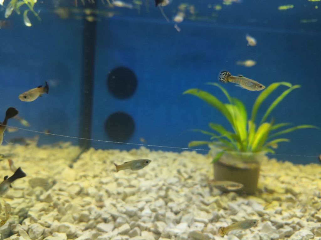 Guppys variados criação própria
