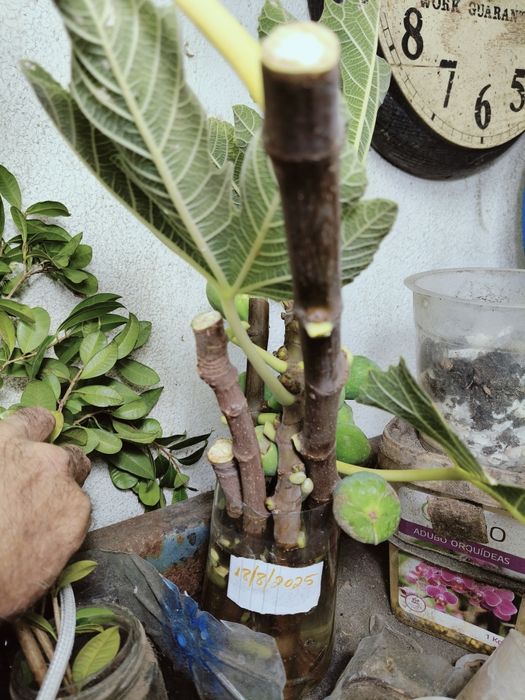 Mudas de figo lampo(preto)