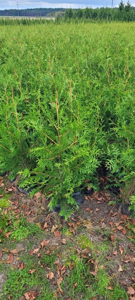 Tuja Brabant 120 cm tuje 150 thuje 100 żywopłot 120 zielony wolsztyn