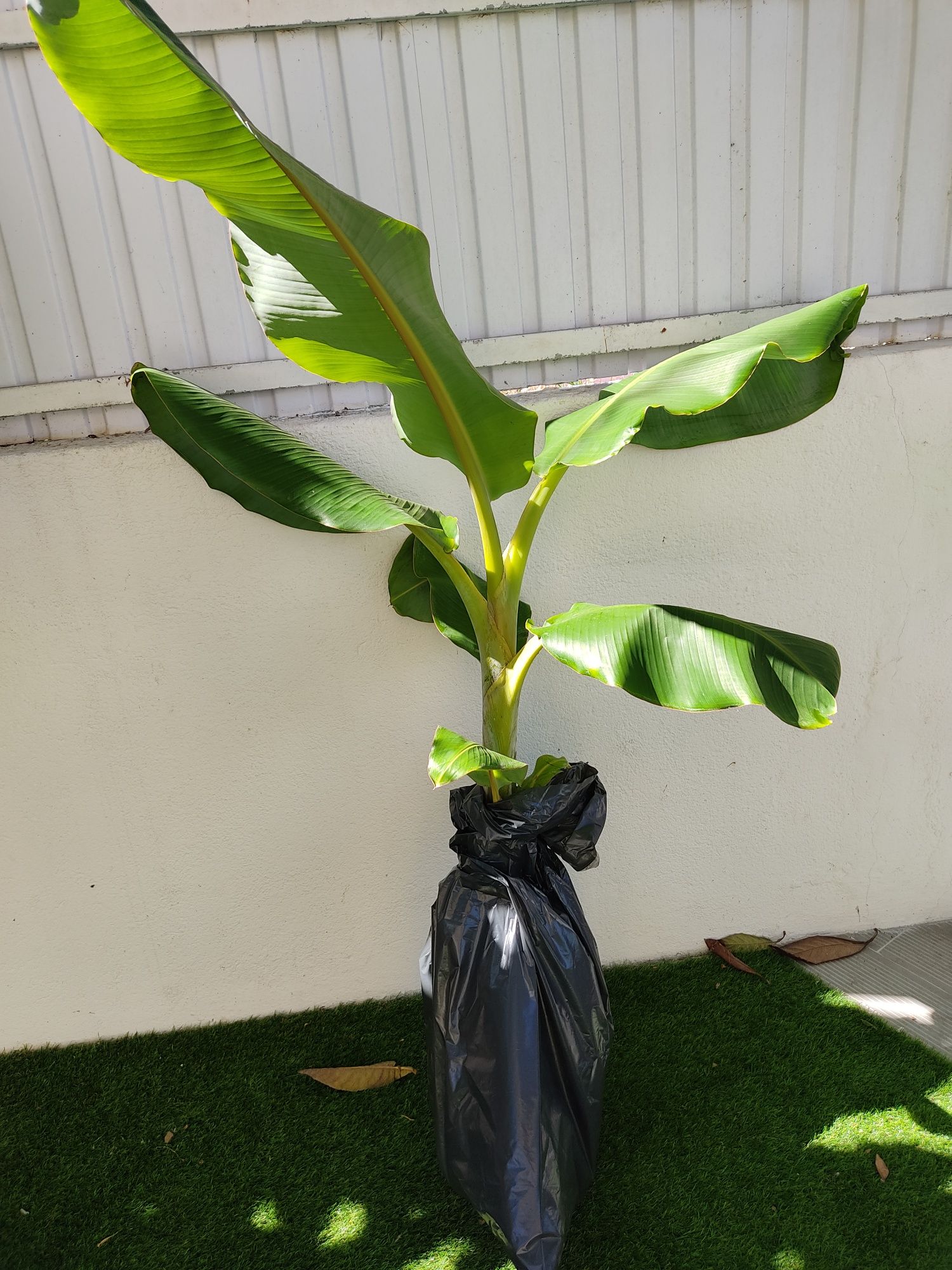 Bananeiras jardim