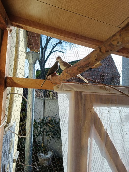 Gołąbki diamentowe